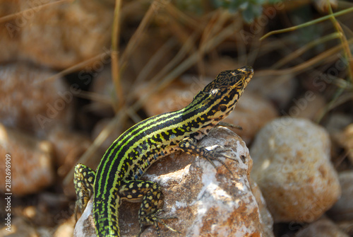 Foto Tyrrhenian wall lizard basking on a rock, Cagliari, Sardinia