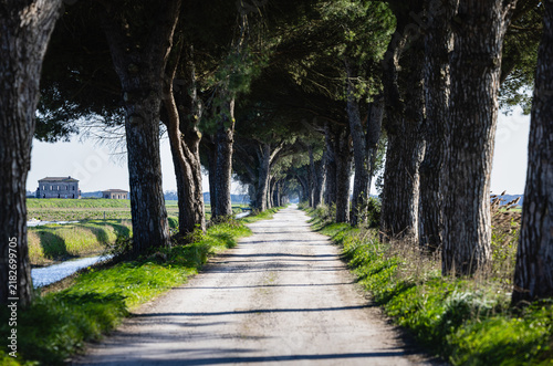 Bild auf Leinwand Rural road leading through a tree avenue in Emilia-Romagna, Italy