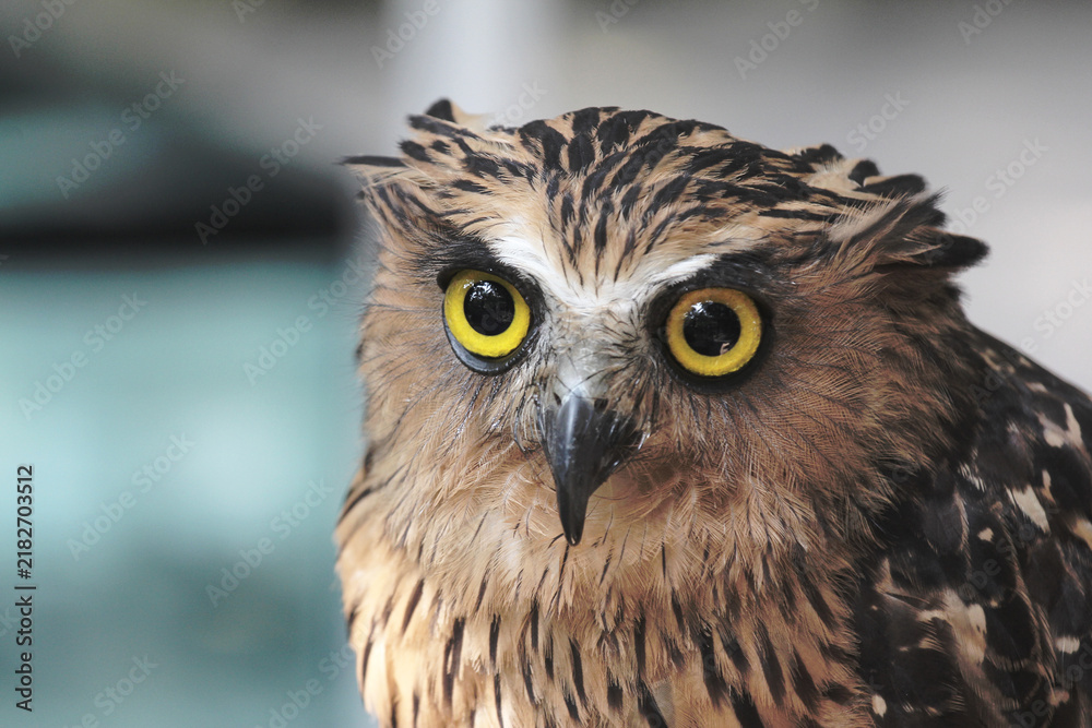 Obraz premium Owl Portrait with Bright Yellow Eyes and Detailed Feathers