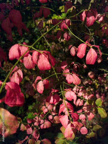 Autumn in the forest. Winged euonymus. A low‑growing shrub with bright crimson foliage. An inedible plant.