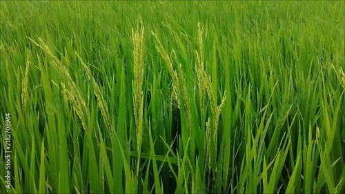 green rice field