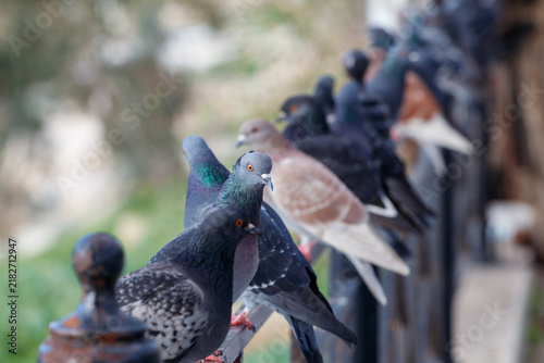 Flock of pigeons perching in a row on a metal fence in city park.