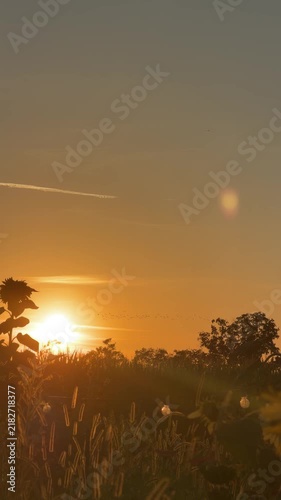 Golden Hour Over Nature: The sun dips below the horizon, casting a warm, golden hue over a tranquil landscape of trees and wildflowers, with a hint of a contrail in the vast sky.