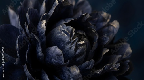 Dark ranunculus flower in close up showcasing intricate petal details