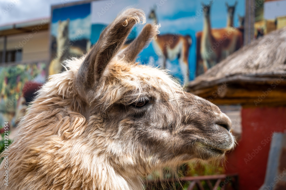 Fototapeta premium Close-Up of a Llama in front of a colorful mural, Peru