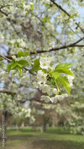 Vertical Close-Up of Blooming Tree with Delicate White Flowers in Spring. Shallow Depth of Field of Seasonal Blossoms during Windy Day.