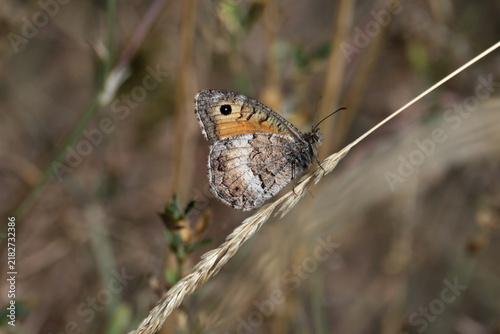 Brown butterfly perched on an ear of grain