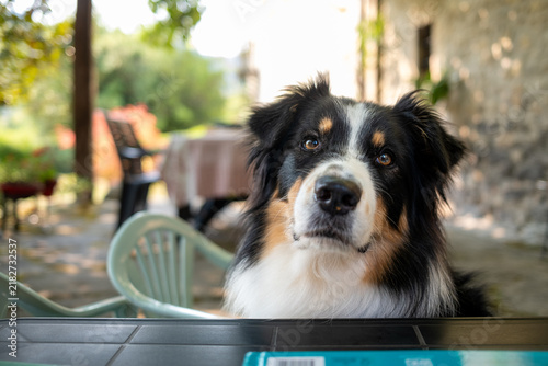 Aussie dog shepherd staring to the owner
