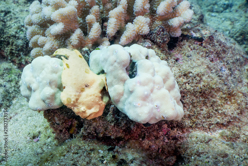 Frogfish at Sheraton Caves, Kauai, Hawaii