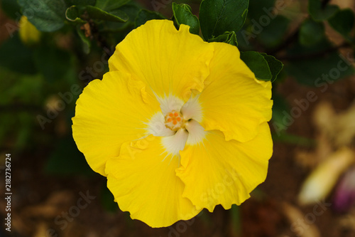 Beautiful  hybrid Hibiscus rosa-sinensis aka Chinese hibiscus