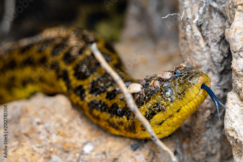 Obraz na plátně Yellow anaconda extends its forked tongue in a close-up