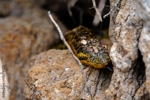 Obraz na plátně Secretive anaconda resting in the shade of a rock wall