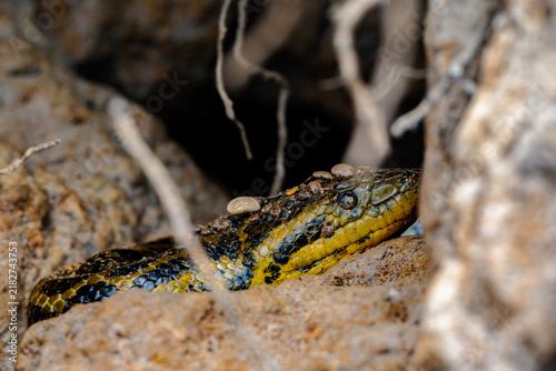 Fotografía Ticks attached to the head of a wild yellow anaconda