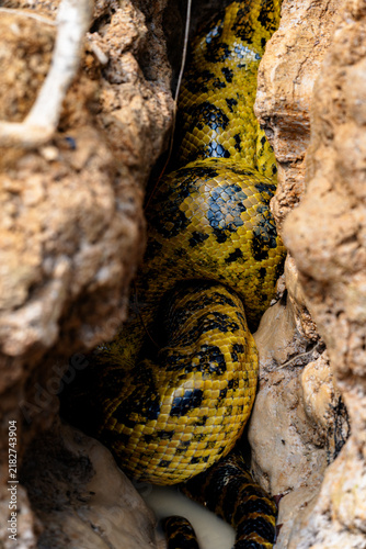 Wild anaconda resting between rocks and dry roots