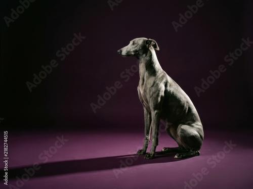 Naklejka Greyhound in dramatic studio light on purple background