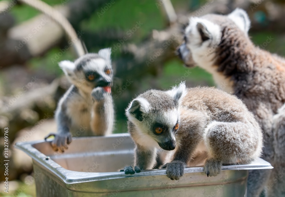 Obraz premium Ring-tailed lemur (Lemur catta)