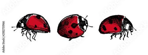 LADYBUG ORGANINC GRUNGE ILLUSTRATION STOCK