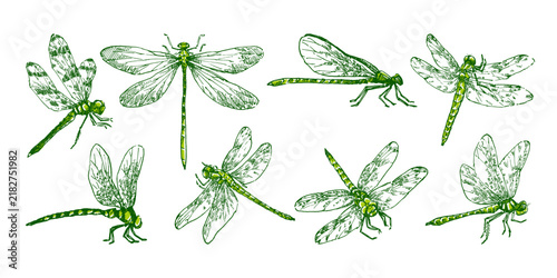 DRAGONFLY ORGANINC GRUNGE ILLUSTRATION STOCK