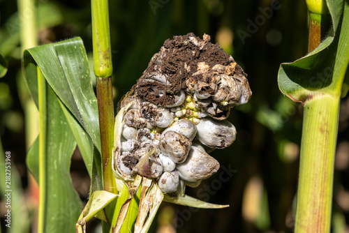 close up of an ear of corn infected with corn smut, a parasitic fungus, in sunlight