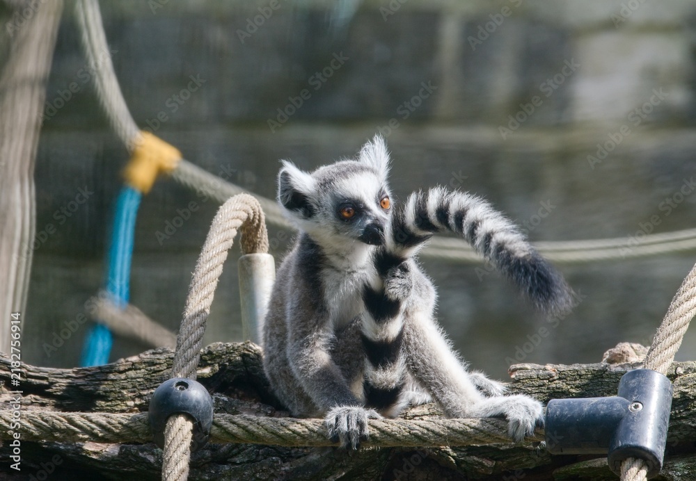 Obraz premium Ring-tailed lemur (Lemur catta)