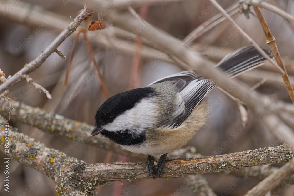 Obraz premium A Black-capped Chickadee at a Park