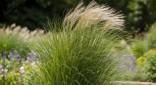 Tall green ornamental grass in natural setting