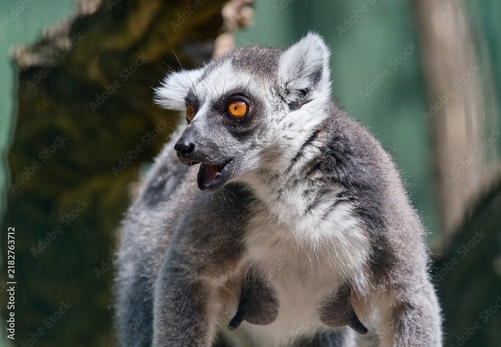 Obraz premium Ring-tailed lemur (Lemur catta)