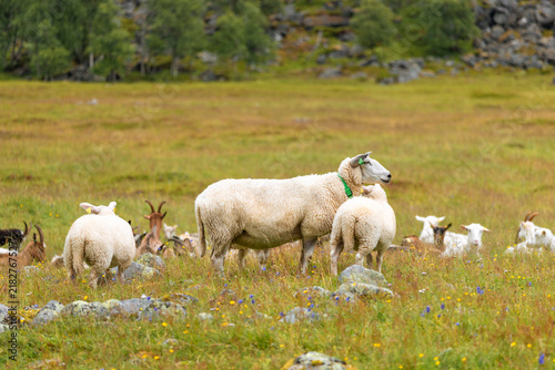 A beautiful landscape of Herdal valley with a summer farm Herdalssetra. A summer scenery of World Heritage Area in Western Norway.