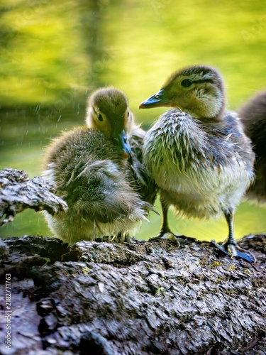 Foto Mandarin duck chicks on a tree trunk
