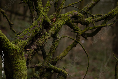 Photography Uprooted Tree