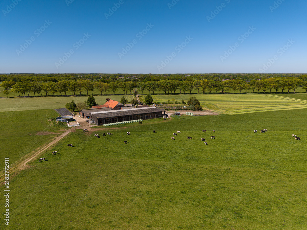 Fototapeta premium High angle wide horizontal aerial drone photograph of farmstead, barns, Holstein cows, pasture, and tree line in rural Gelderland, Achterhoek, Netherlands on sunny spring day