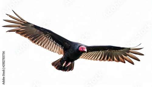 a turkey vulture circling in flight isolated on white background