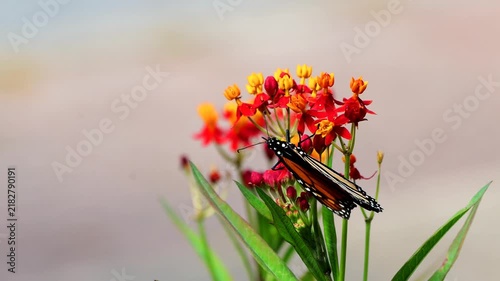 Monarch butterfly on Milkweed flower