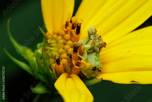 Photography Jagged Ambush Bug sits motionless on yellow flower