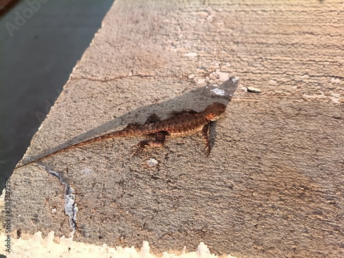 Amazon lava lizard (Tropidurus torquatus) - photo for wildlife educational articles, herpetology blogs, and nature documentaries