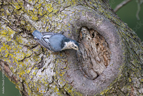 Konstfotografi White-breasted nuthatch peaks into a knothole on a tree.