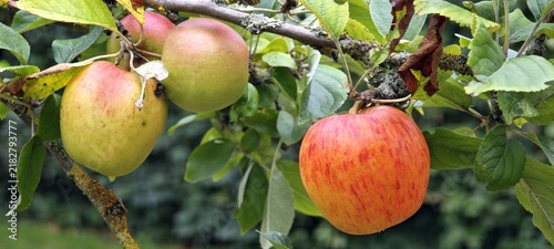 Goldparmäne am Apfelbaum