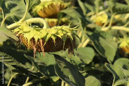 Konstfotografi A basket of sunflowers with withering yellow petals, ready to be threshed
