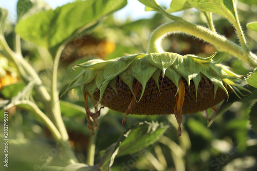 Konstfotografi Ripe sunflower in the field
