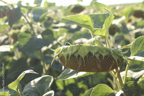Foto Ripe sunflower in the field
