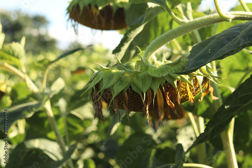 Konstfotografi Ripe sunflower in the field
