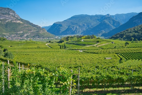 vigneti della vallagarina in trentino