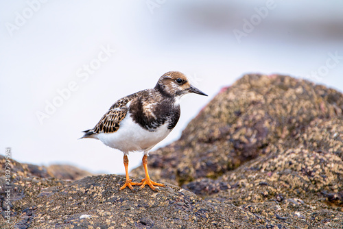 Obraz na płótnie Ruddy turnstone perched on the shore.
