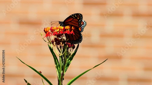 Monarch butterfly on Milkweed flower