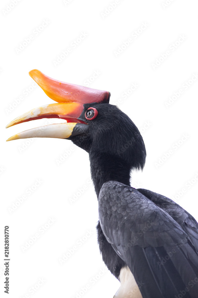 Fototapeta premium Rhinoceros hornbill bird showing its colorful casque and sharp beak while looking to the side.