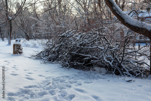 Pile of cut tree branches covered with snow in winter park