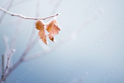 Frost-covered trees with yellow leaves in winter forest at foggy sunrise. Macro image. Beautiful winter nature
