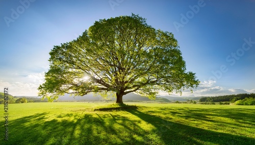 a large tree with sprawling branches sunlight shining through the leaves standing on a grassy field demonstrating nature and shade