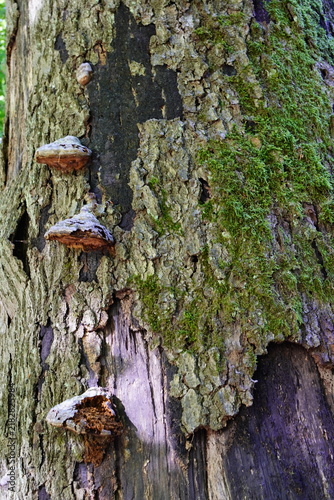 Baumpilze auf altem, moosbewachsenem Baumstamm im Wald