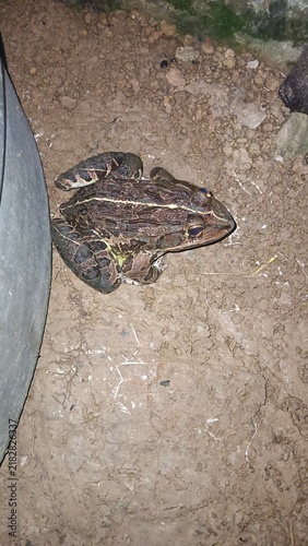 Foto Top-down side angle view of a large wild brown frog sitting on dirt ground at ni
